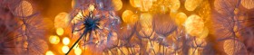 Кухонный фартук Мерцание Одуванчики золотистые 3 серебро в Заринске - zarinsk.katalogmebeli.com | фото 1